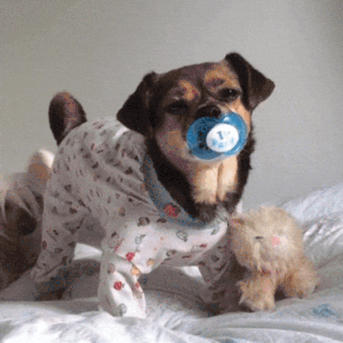 Gracioso Humor Buenas Noches GIF