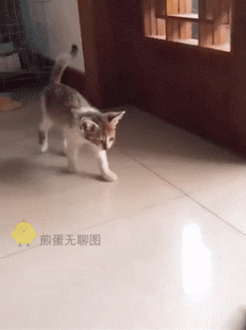 Gracioso Humor Buenas Noches GIF
