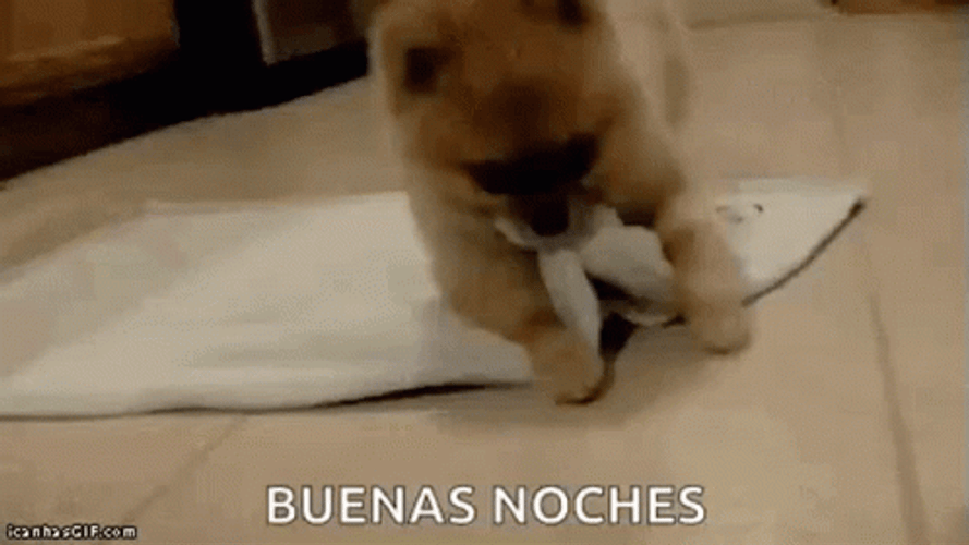 Gracioso Humor Buenas Noches GIF