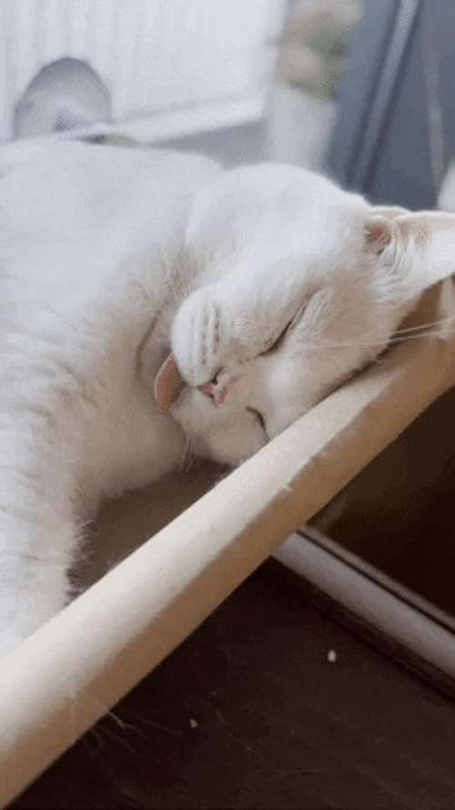 Gracioso Humor Buenas Noches GIF