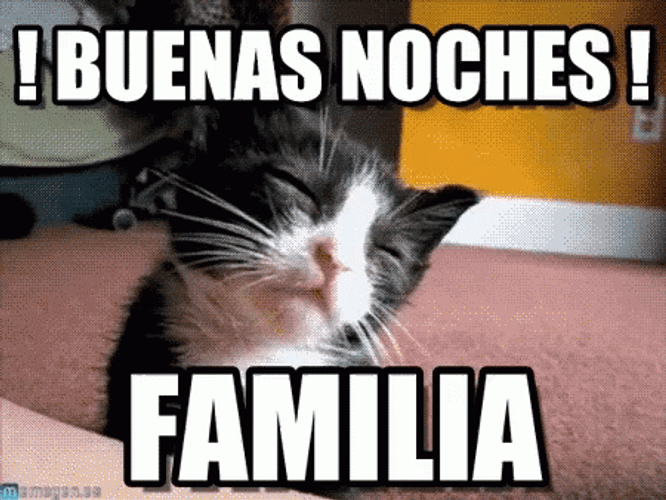 Gracioso Humor Buenas Noches GIF