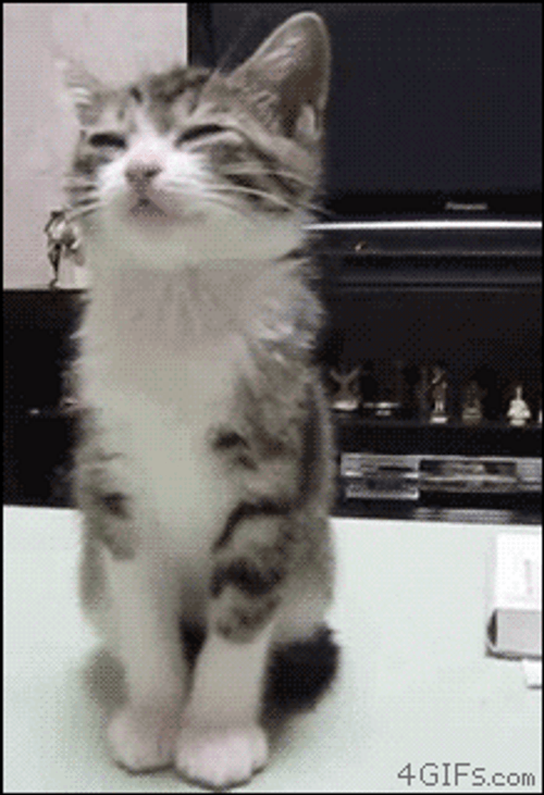 Gracioso Humor Buenas Noches GIF