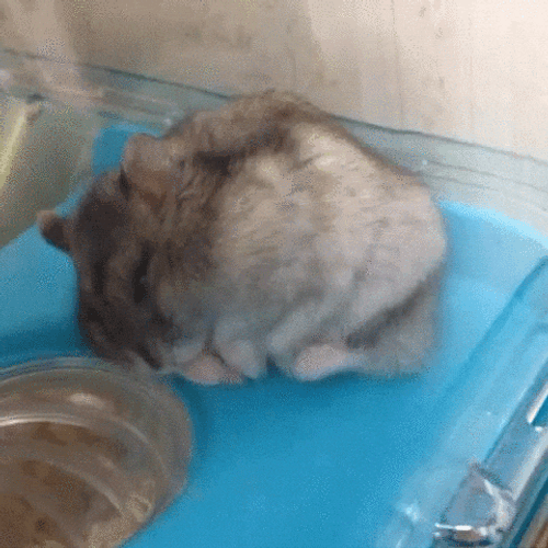 Gracioso Humor Buenas Noches GIF
