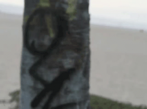 Graffiti Tree Trunk With O And V GIF