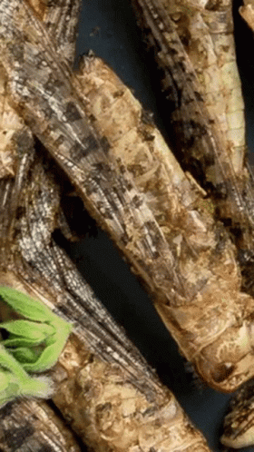 Grasshopper And Chill GIF