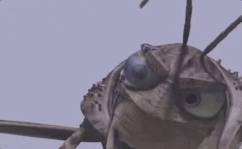 grasshopper-well-guess-what-ardlthjwesojzqug.gif