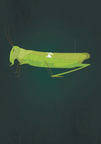 Grasshopper With Long Legs And Tail GIF