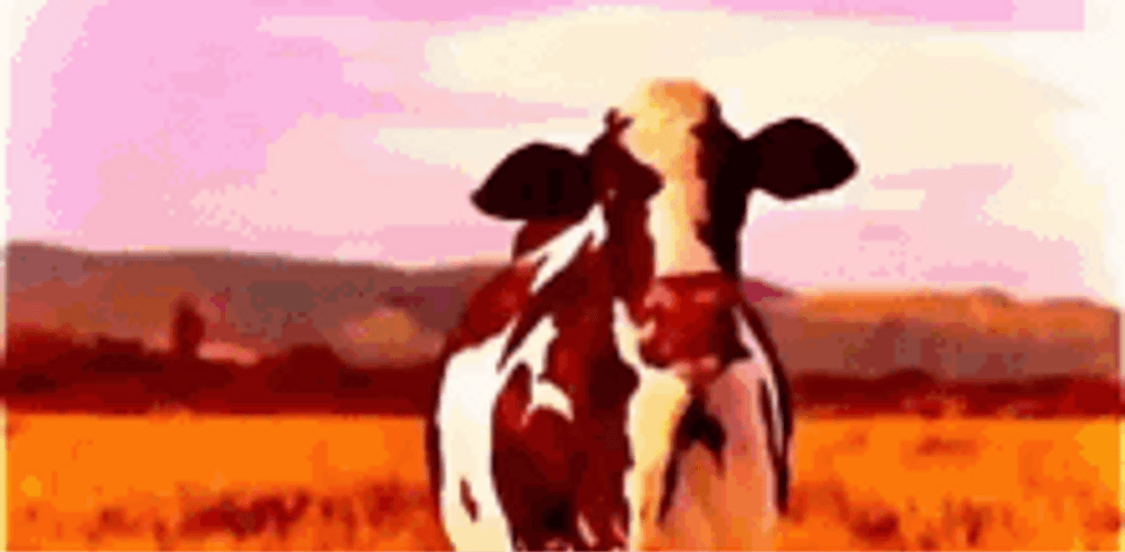 Grassland Cows Dancing And Partying GIF