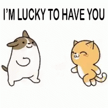 Grateful To Have You Cat Hug GIF