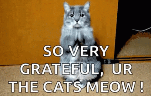 Grateful Cats Meow GIF
