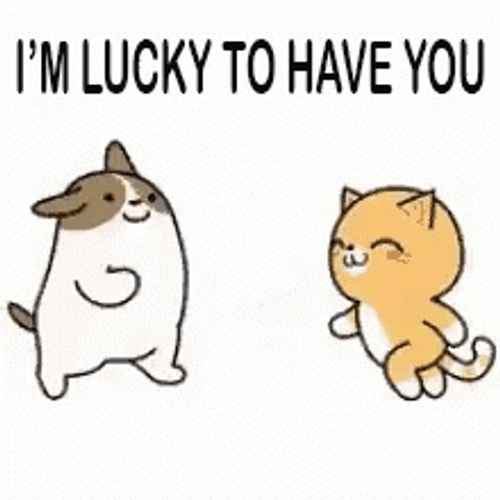 Grateful To Have You Cat Hug GIF
