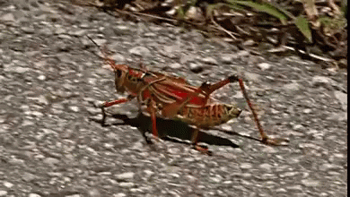 Graveyard Grasshopper Insect GIF
