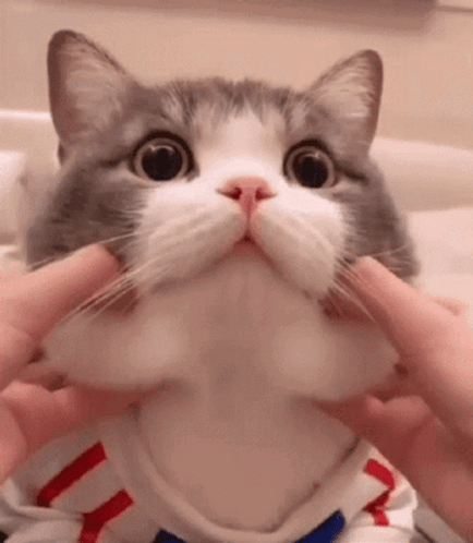 Gray and White Cat Held by Hands