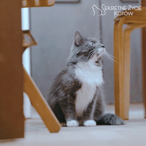 Gray and White Cat in Front of Secretne Zycie Kotow Sign