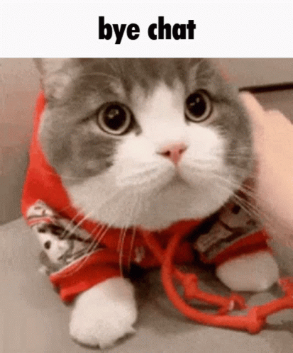 Gray And White Cat In Red Jacket Being Petted GIF