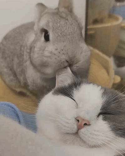 Gray and White Cat Laying Down With Paw on Face