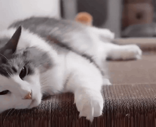 Gray and White Cat Laying on Cardboard Box