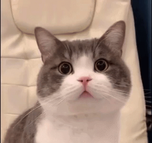 Gray And White Cat Looking At Camera GIF