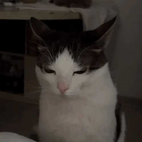 Gray and White Cat Looking at Camera Serious