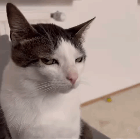 Gray And White Cat Looking At Camera GIF