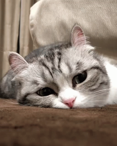 Gray and White Cat Lying Down