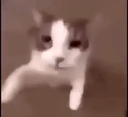 Gray and White Cat Lying Down