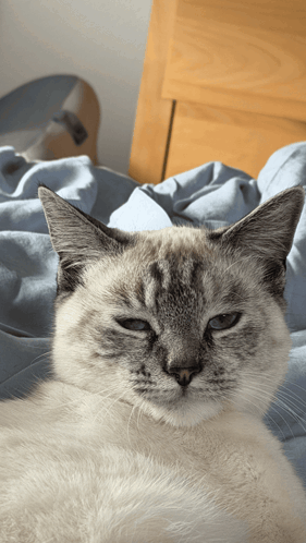Gray and White Cat Lying on Bed
