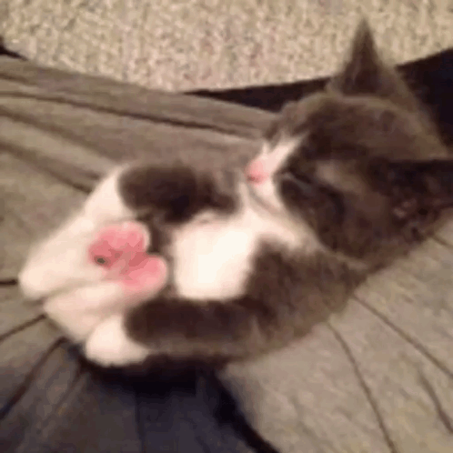 Gray And White Cat Playing With Pink Toy GIF