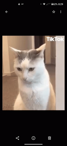 Gray and White Cat Sitting in Hallway