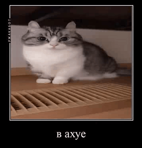 Gray and White Cat Sitting Next to Heater