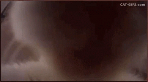 Gray And White Cat Sitting On Table GIF