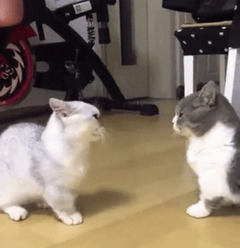 Gray and White Cat Standing