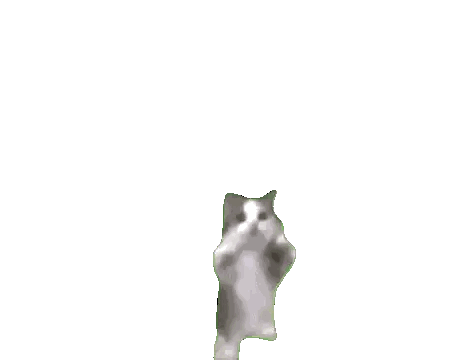 Gray and White Cat Standing