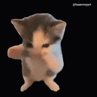 Gray And White Cat Standing On Hind Legs GIF