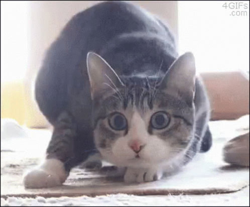 Gray and White Cat Stretching