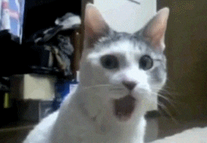 Gray and White Cat With Mouth Open
