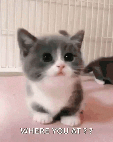 Gray and White Kitten Asking Where You At