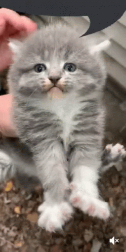 Gray and White Kitten Held by Person