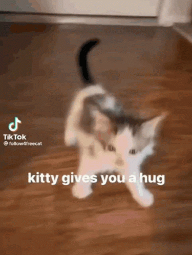 Gray and White Kitten Kitty Gives You Hug