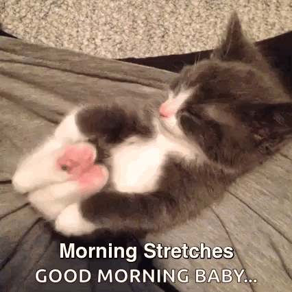 Gray and White Kitten Laying on Back Stretching Legs