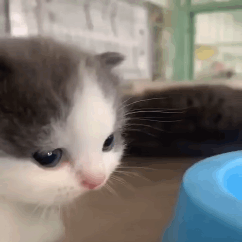 Gray And White Kitten Looking At Blue Bowl Of Food GIF