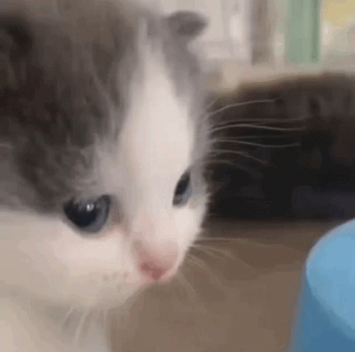 Gray And White Kitten Looking At Blue Object GIF
