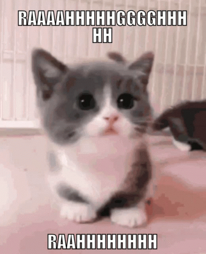 Gray And White Kitten Raaahhhh GIF