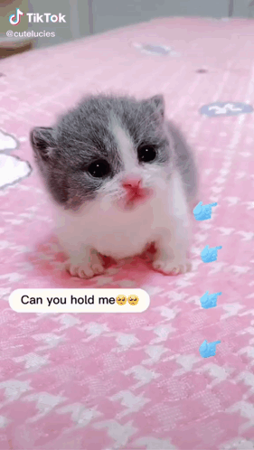 Gray and White Kitten Saying Can You Hold Me