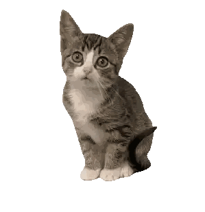 Gray and White Kitten Sitting