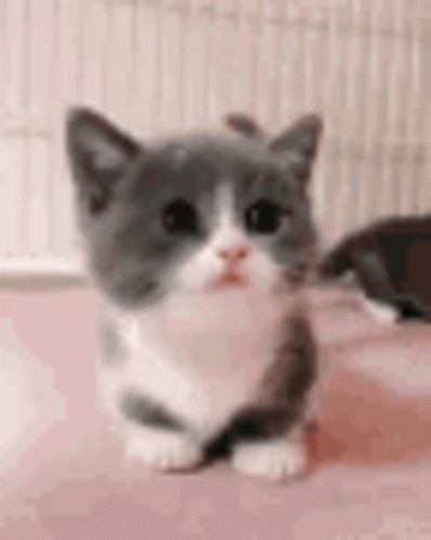 Gray And White Kitten Sitting GIF