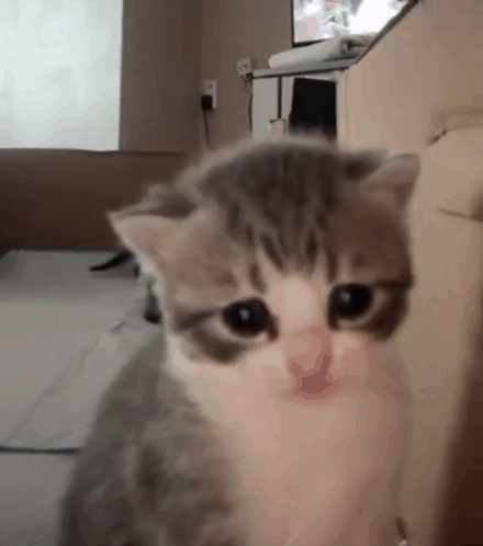 Gray and White Kitten Sitting on Bed