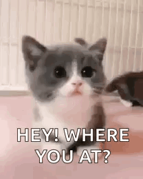 Gray and White Kitten Sitting on Pink Surface