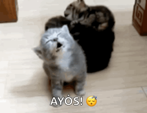 Gray Cat and Black Cat with Ayos