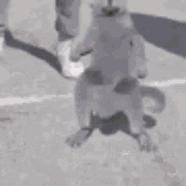 Gray Cat Animation Dance With Men GIF